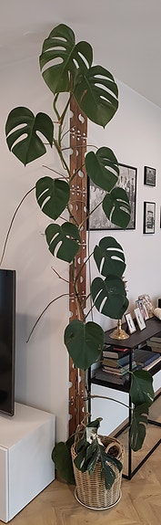 Viherkasvi peikonlehti monstera ruukkukasvi