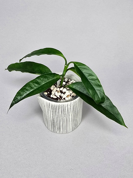 Hoya solokensis