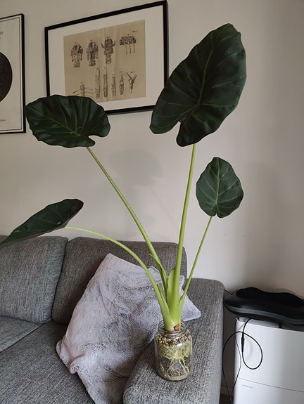 Alocasia Regal Shield