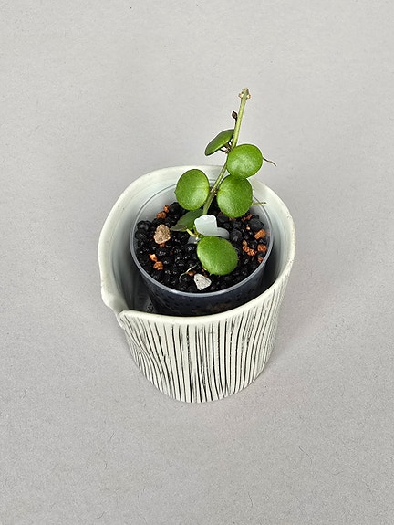 Hoya peltata