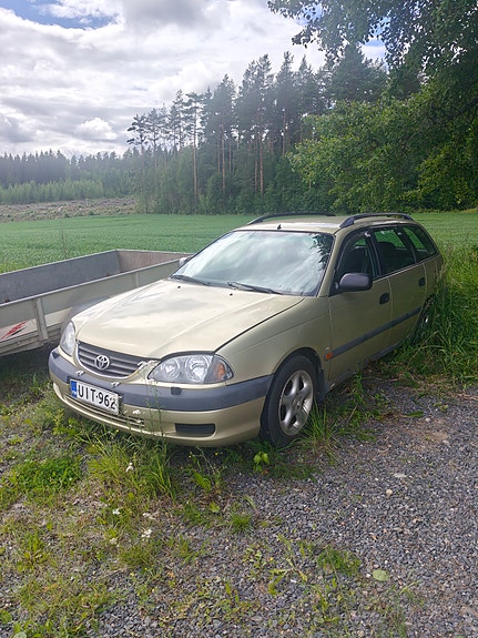 Avensis osina