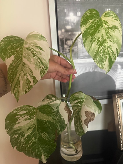 Peikonlehti, monstera variegata