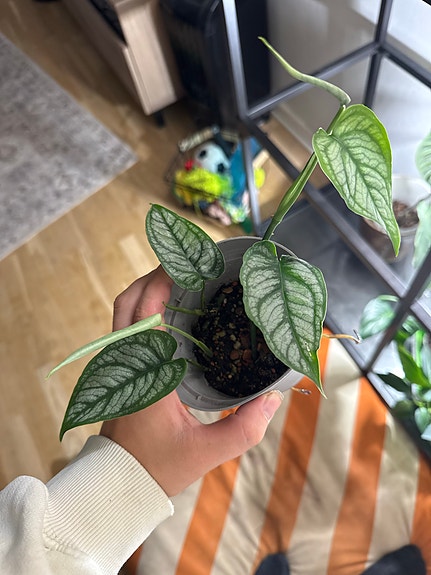 Monstera siltepecana taimi