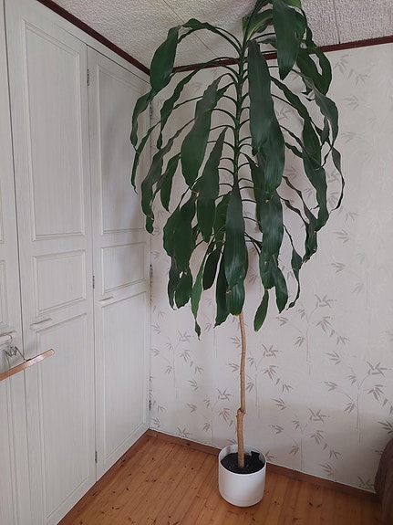 Huonekasvi iso viherkasvi ruukussa