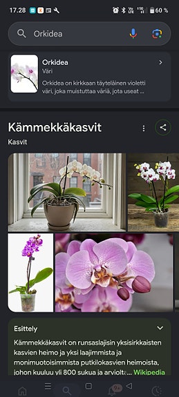 Kämmekkäkasvit orkidea huonekasvi ruukkukasvi