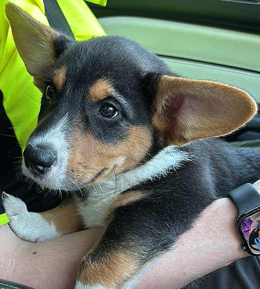 Welsh corgi cardigan uros pentu