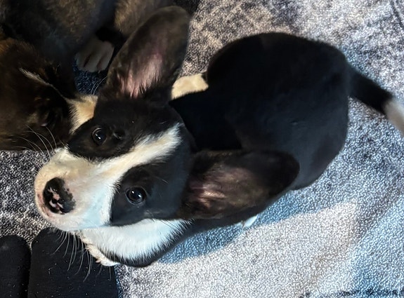Welsh corgi cardigan narttu pentu