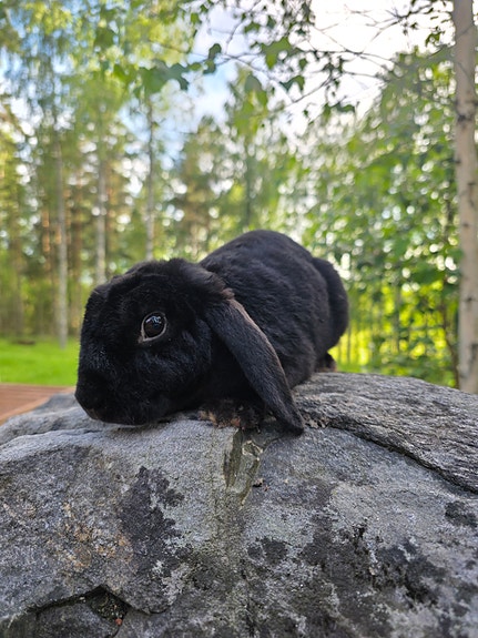 rexturkkinen kääpiöluppa naaras