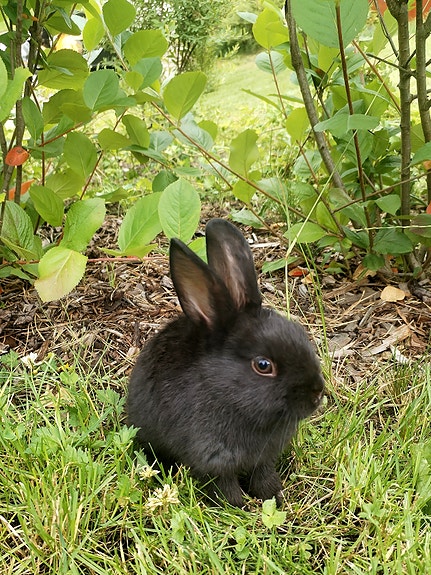 Musta kääpiöluppa x hermeliini uroskani etsii rakastavaa loppuelämän kotia