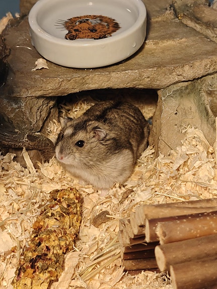 Talvikko Hamsteri