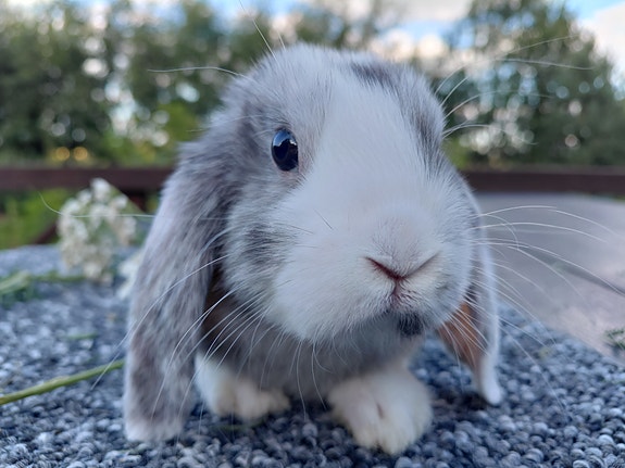 Kääpiöluppa naaraspoikanen