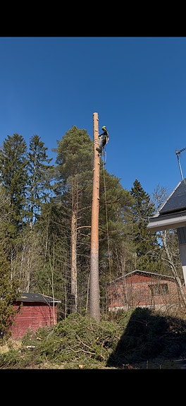 Puunkaato- ja metsuripalvelut | Arboristi | Tontin raivaus