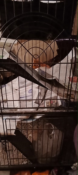 Fretti/Rotta Häkki