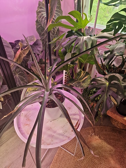 Ananas ruukussa