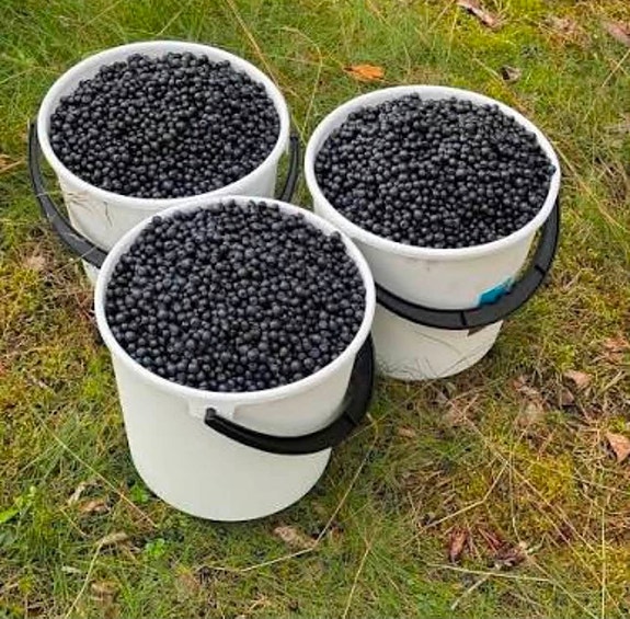 myydään mustikka täänä poimi 5 kilo 45