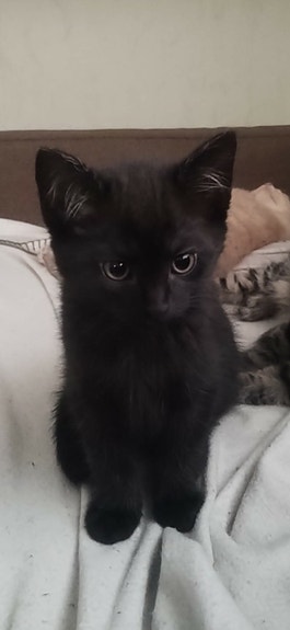 Tyttö pentu