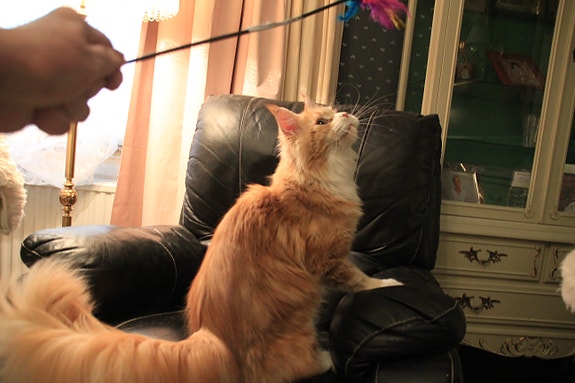 Kaksi aikuista  Maine Coon  naaraskissaa