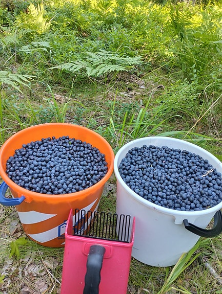 Mustikoita myytävänä