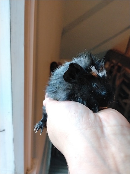 Uros marsuja poikasia