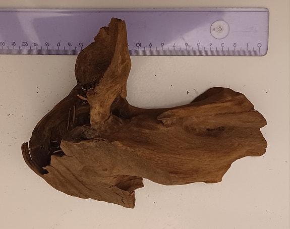 Mangrove Akvaarion juuripuu / koristepuu n. 20 cm