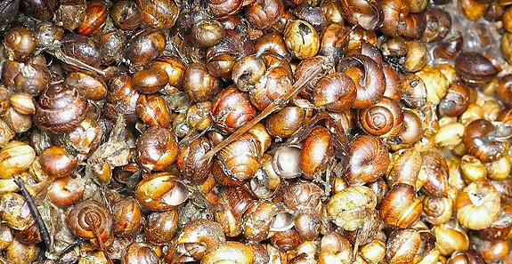 Kerätään etanoita