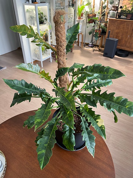 Philodendron Ring of Fire