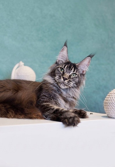 *Varattu* Maine coon narttu