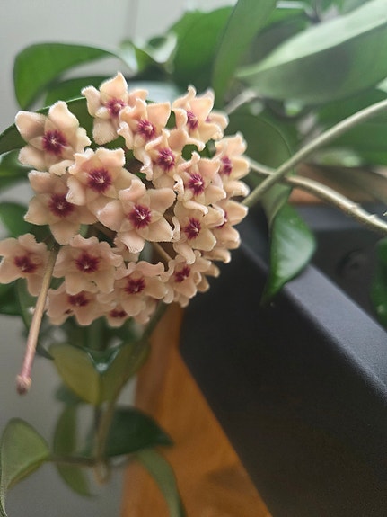 Hoya / posliinikukka