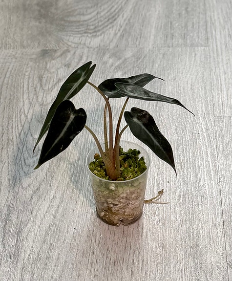Alocasia bambino arrow