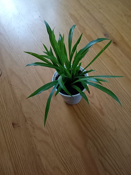 Rönsylilja pikku purkissa 2