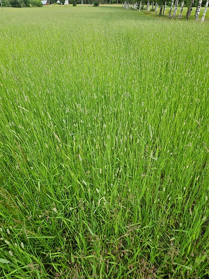 Heinää pienpaaleissa hevosille/lampaille