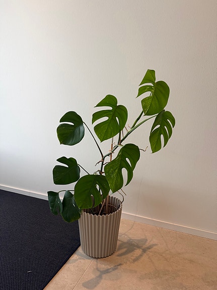 Viherkasvi monstera