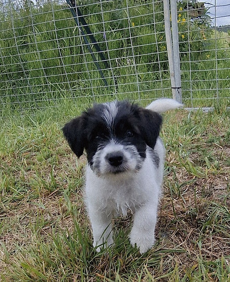 Jackrussellinterrierin uros pentu