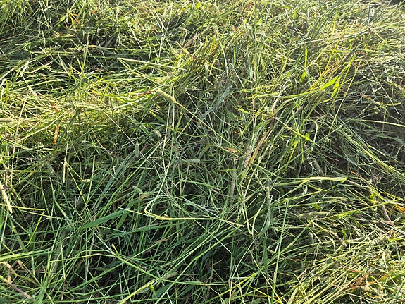 HEINÄÄ PIKKUPAALEISSA