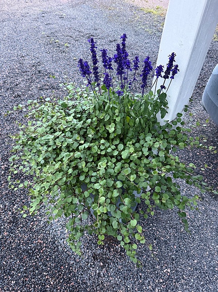 Korkea harmaa ruukku istutuksilla