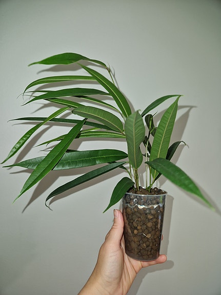 Ficus Alii