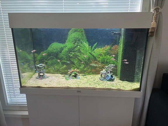 Akvaario Juwel Rio 125 l kaappijalustalla