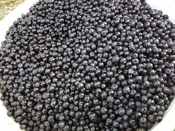 Mustikkaa 50€/10L Kausala