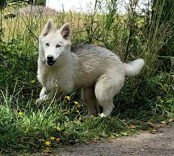 Keskikokoisia pentuja
