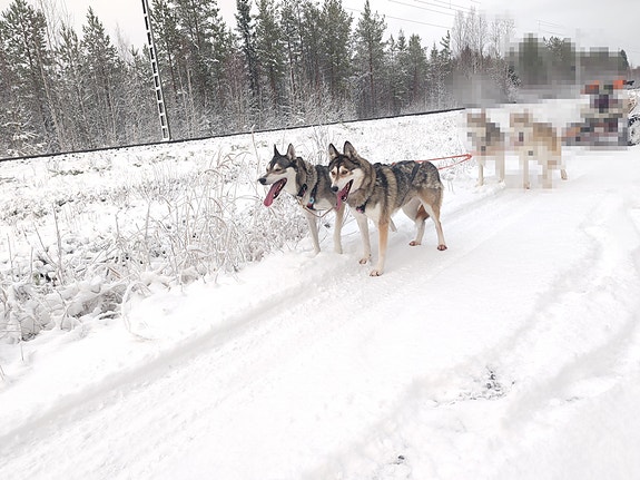 Siperianhusky koirat