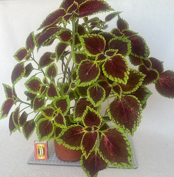 Värinokkonen, Coleus MS Abbey Road