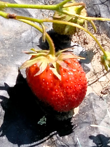 Mansikoita