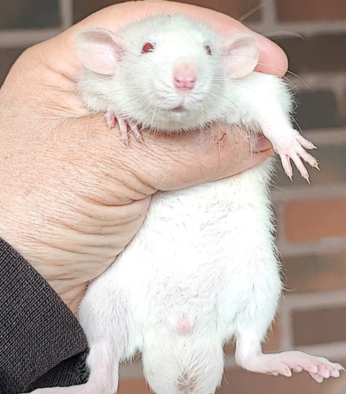 Dumbokorvaisia kesyrotan poikasia