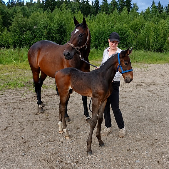 Enjoy lavec:lainen tamma