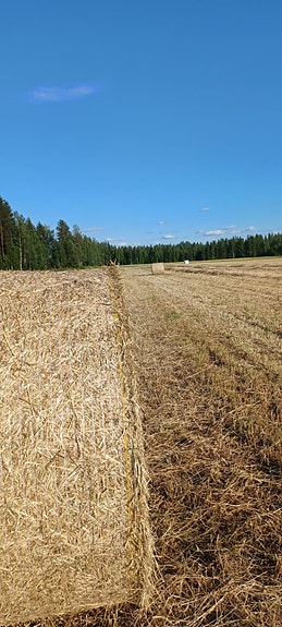 Kuivaa heinää