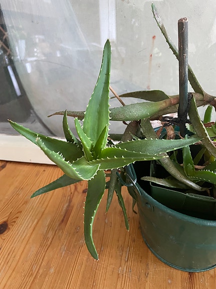 Aloe Vera