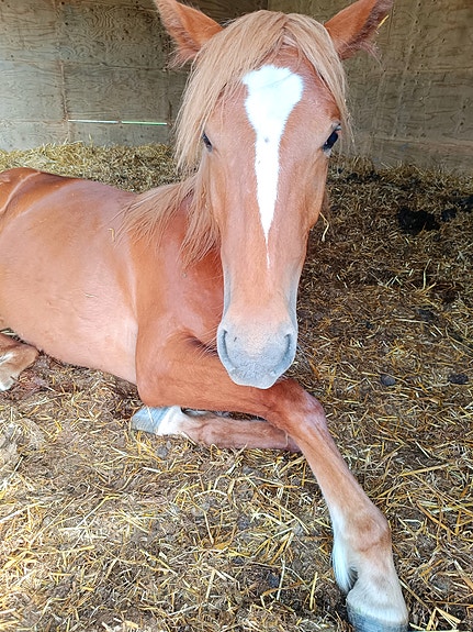 Risteytys tamma 1,5 vuotias