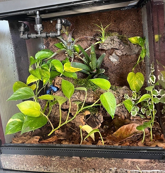 Dendrobates ja terraariot