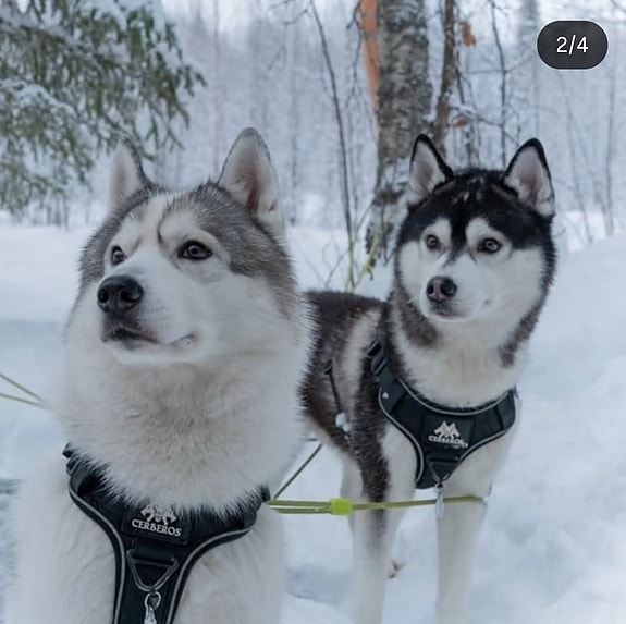 Ihanat siperianhuskyt uuteen kotiin
