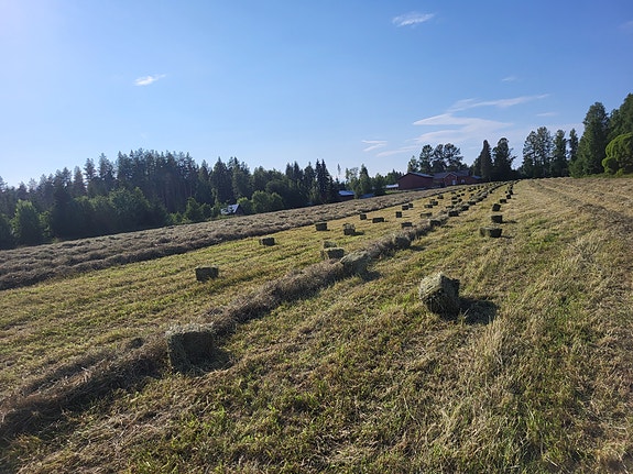 Heinää myytävänä